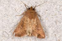 Mythimna albipuncta