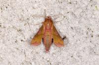 Deilephila porcellus