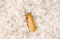 Wittia sororcula