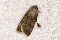 Agrotis segetum