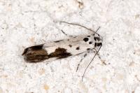 Ethmia quadrillella