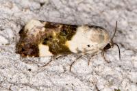 Acontia lucida