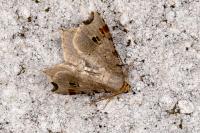 Macaria alternata
