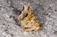 Macaria alternata