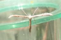 Emmelina monodactyla