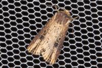 Axylia putris
