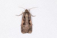 Xestia c-nigrum