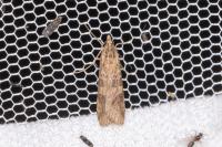 Nomophila noctuella