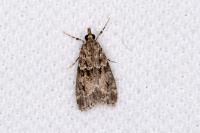 Eudonia mercurella