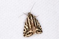 Emmelia trabealis