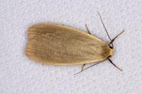 Collita griseola