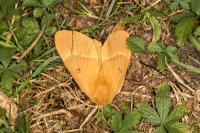 Lasiocampa quercus quercus