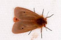 Phragmatobia fuliginosa