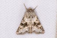 Hecatera bicolorata