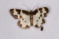 Lomaspilis marginata
