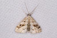 Parapoynx stratiotata