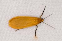 Wittia sororcula