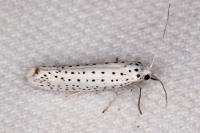 Yponomeuta