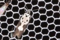 Ethmia quadrillella