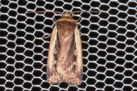 Ochropleura plecta
