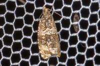 Celypha lacunana