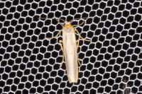 Manulea complana