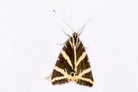 Euplagia quadripunctaria