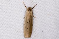 Pelosia muscerda