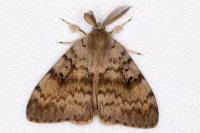 Lymantria dispar