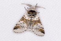 Furcula furcula