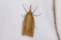 Chilo phragmitellus