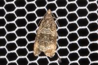 Celypha lacunana