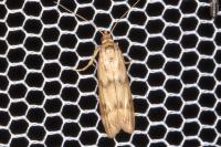 Homoeosoma sinuella