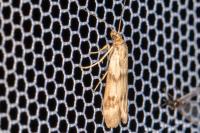 Homoeosoma sinuella