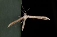Stenoptilia
