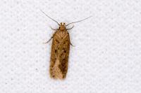 Bryotropha terrella