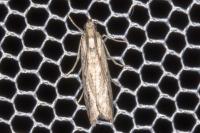 Phycitodes