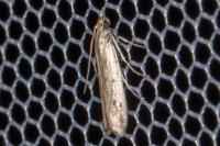 Phycitodes