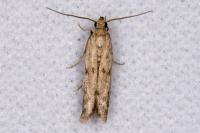 Phycitodes