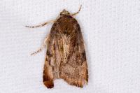 Noctua janthe/janthina
