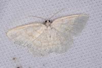 Cabera exanthemata