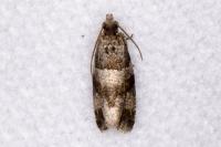 Lobesia abscisana