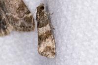 Lobesia abscisana