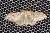 Idaea aversata