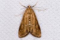 Parapoynx stratiotata