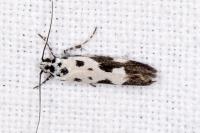 Ethmia quadrillella