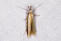 Pleurota aristella
