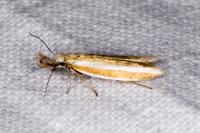 Pleurota aristella