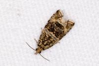 Celypha lacunana