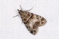 Eudonia mercurella
